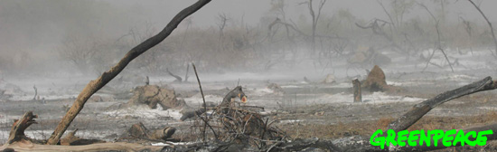 URGENTE: Ley de Bosques debe ser tratada en Febrero