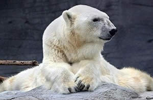 Muere la osa polar más vieja del mundo en zoológico canadiense