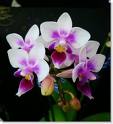 Cinco Orquídeas y un Lirio