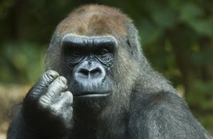 Gorilas podrían ser una fuente de sida: investigadores