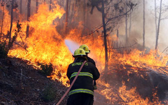 Incendios forestales arrasan 32 mil hectáreas