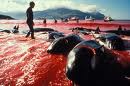 Parlamentarios y ONGs demandan que presidente Piñera de señal clara contra caza de ballenas