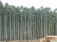 Árboles transgénicos en Chile. Impactos de las plantaciones forestales